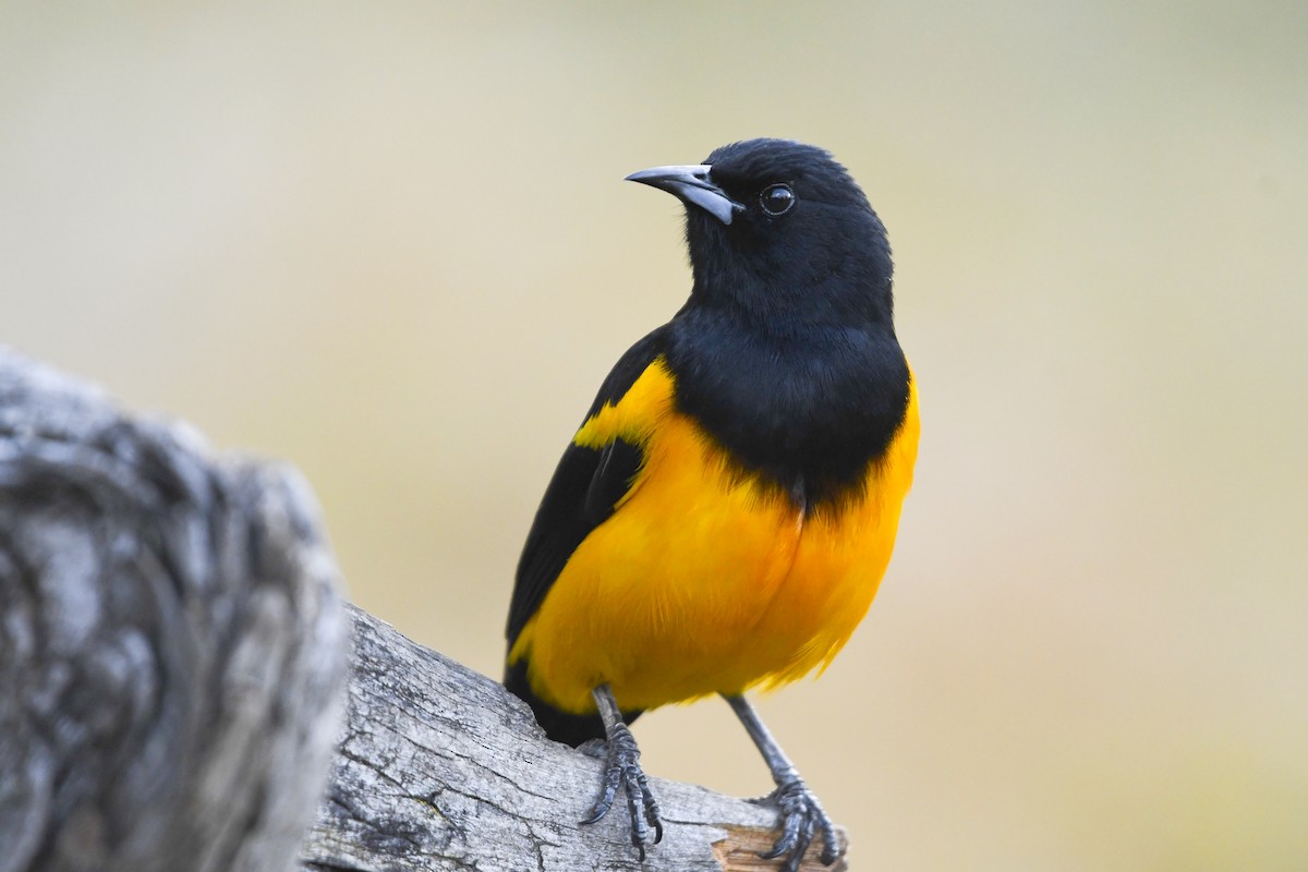 Black-vented Oriole - ML646818747