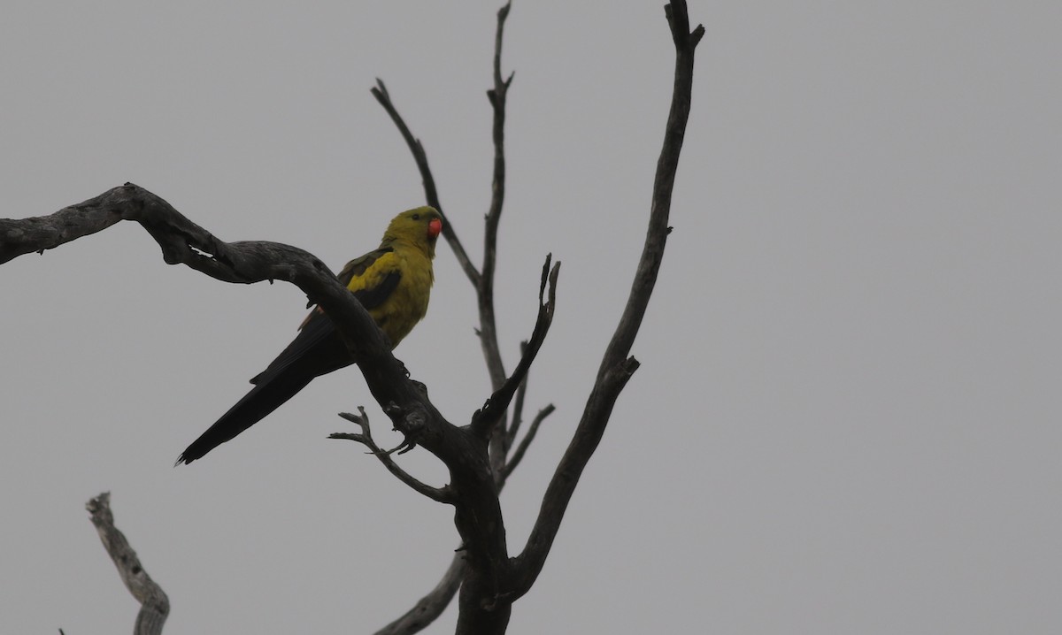 Regent Parrot - ML646818748