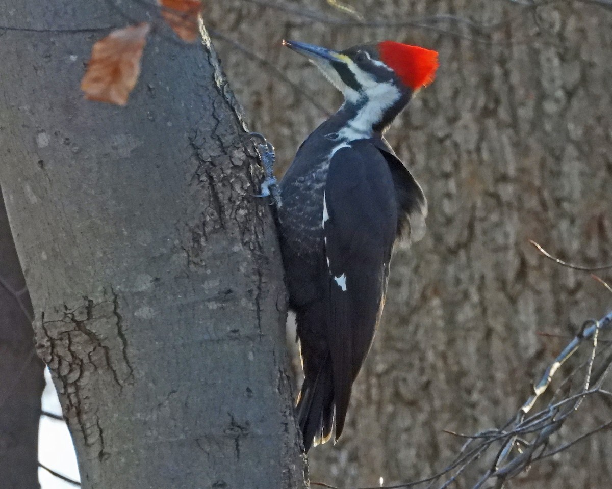 Pileated Woodpecker - ML646818749