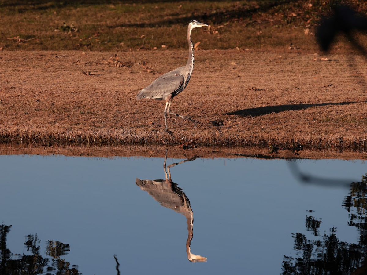 Amerika Gri Balıkçılı - ML646818750