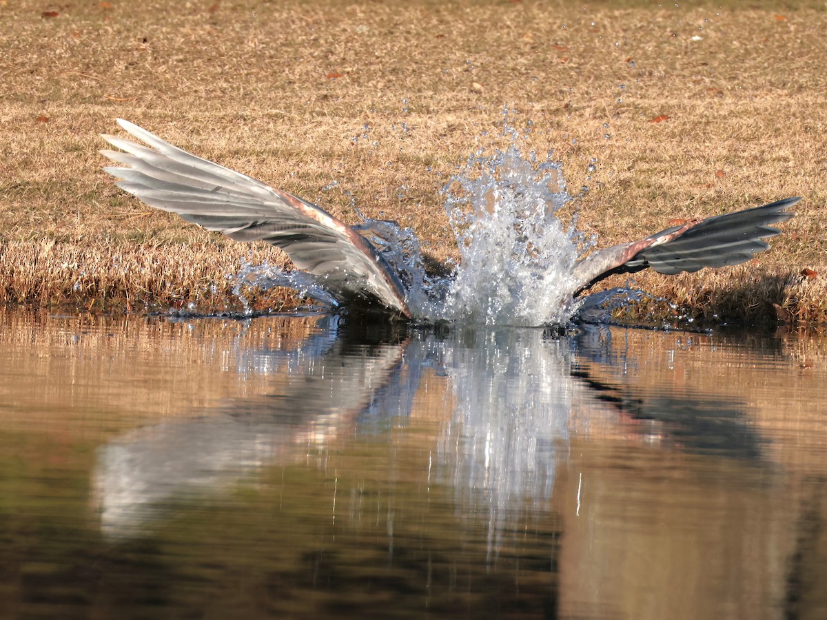 Amerika Gri Balıkçılı - ML646818753