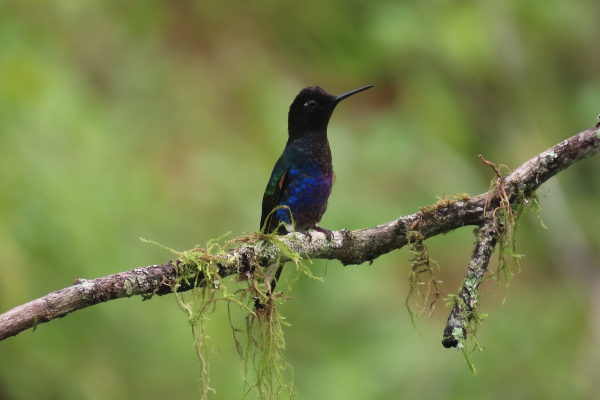 Velvet-purple Coronet - ML646818754