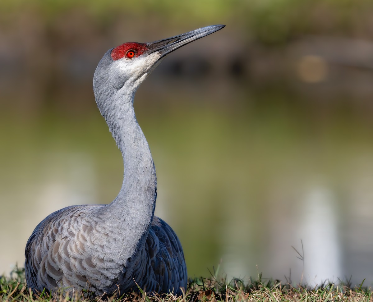 עגור קנדי - ML646818755