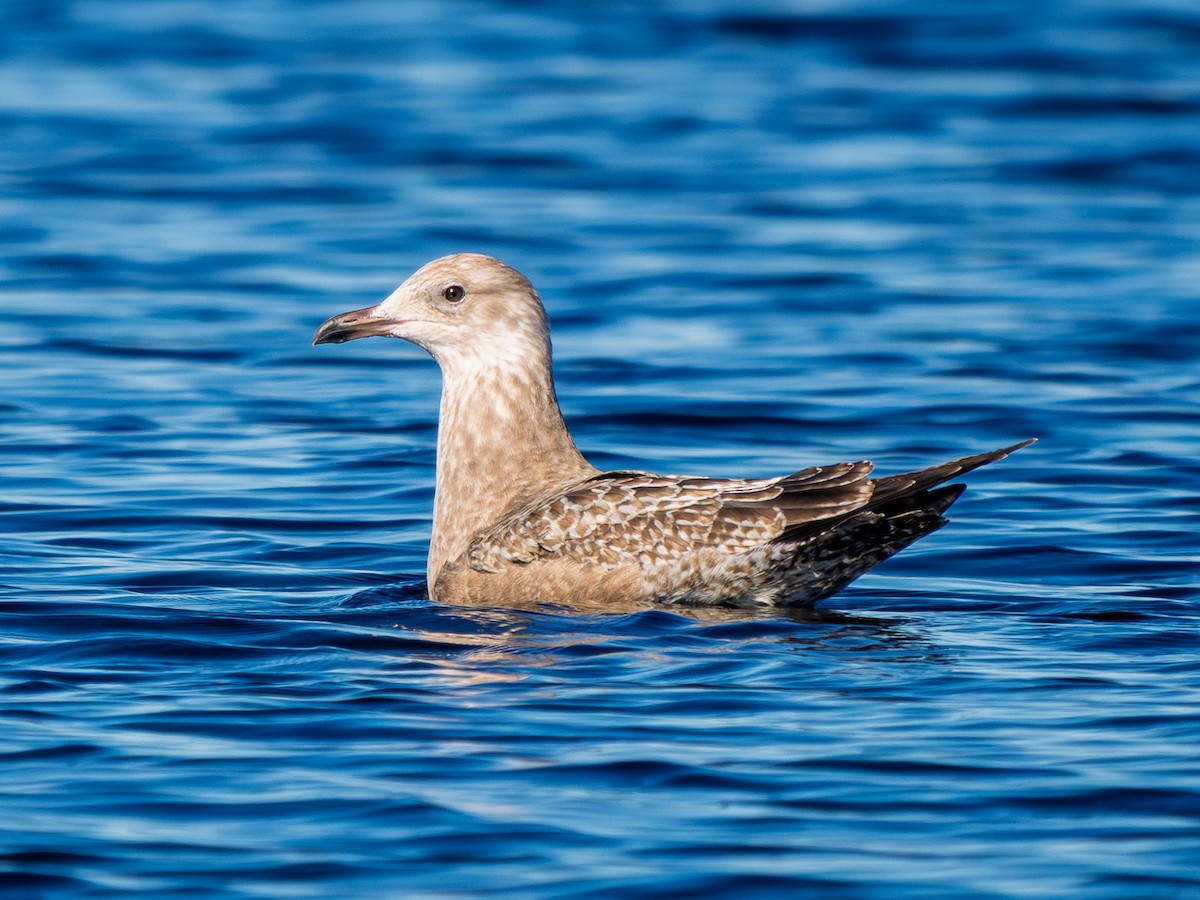 racek americký - ML646818756