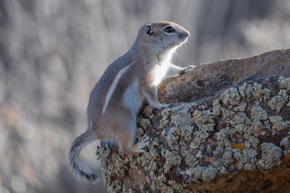 White-tailed Antelope Squirrel - ML646818757