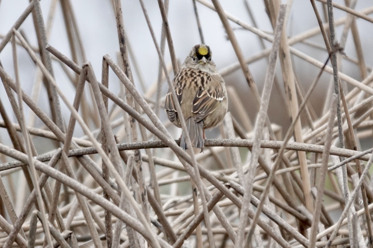 Golden-crowned Sparrow - ML646818758