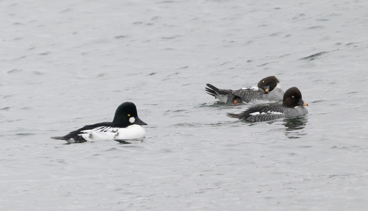Common Goldeneye - ML646818759