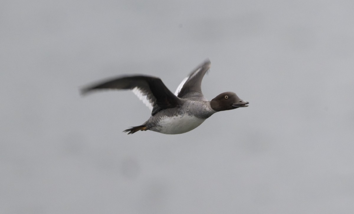 Common Goldeneye - ML646818760
