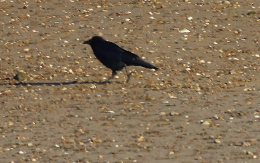 Ворона американська - ML646818761