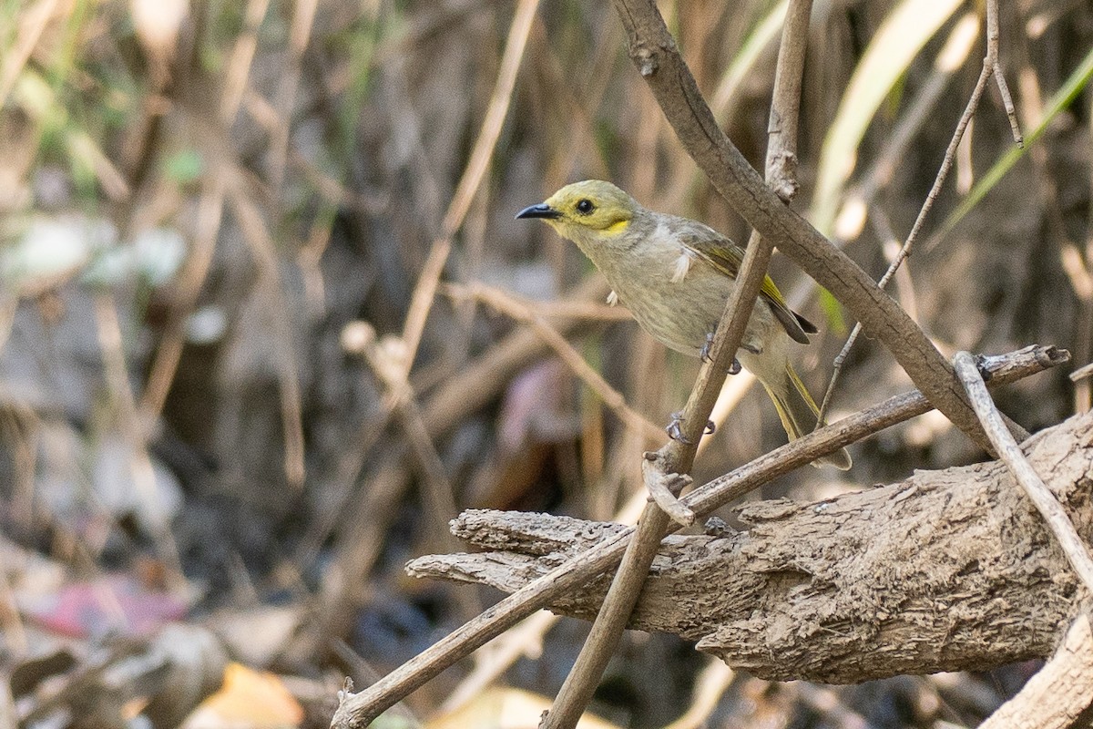 Yellow-tinted Honeyeater - ML646818762