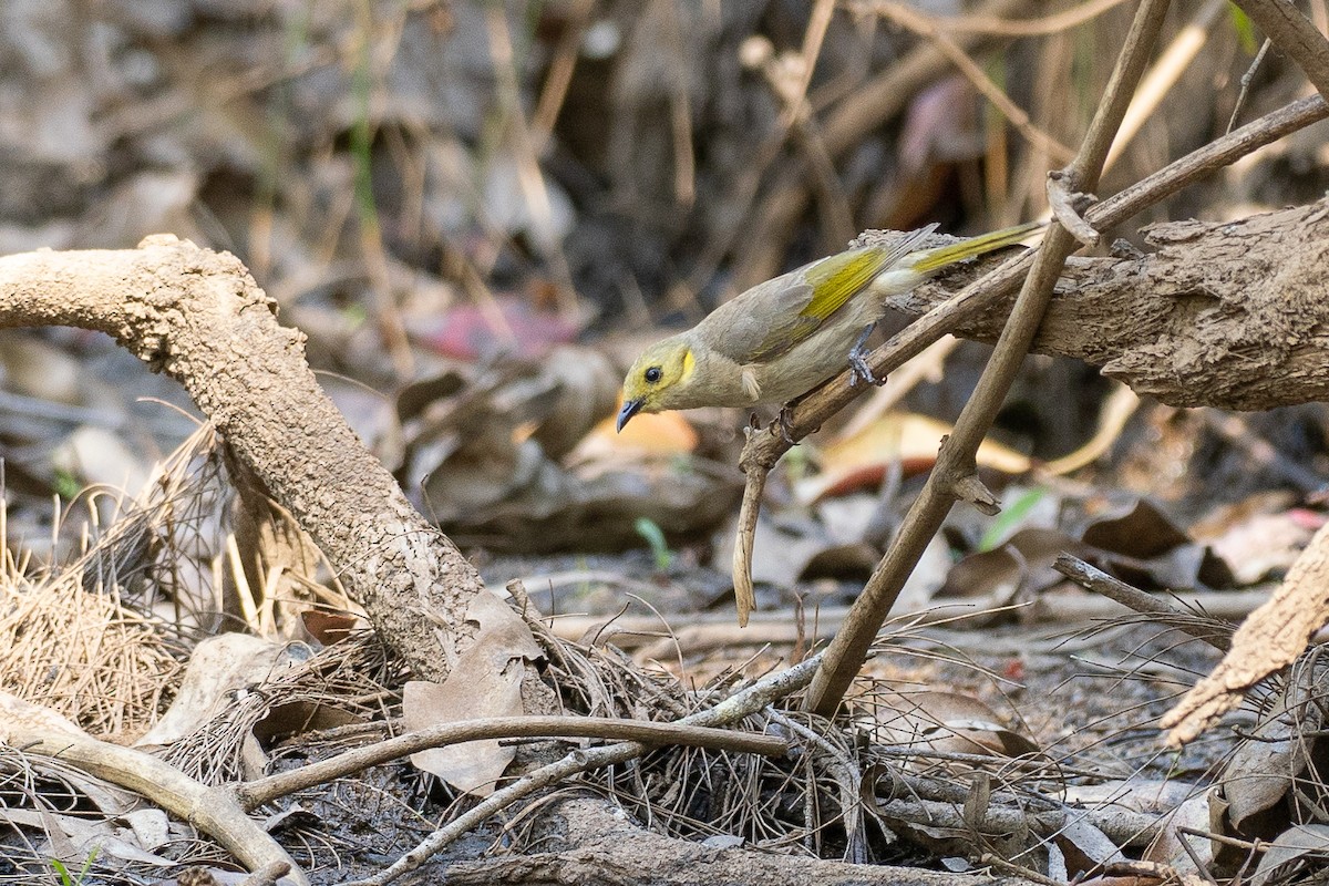 Yellow-tinted Honeyeater - ML646818764