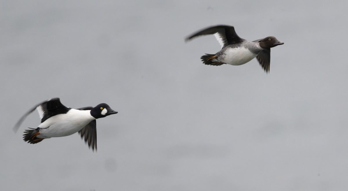 Common Goldeneye - ML646818765