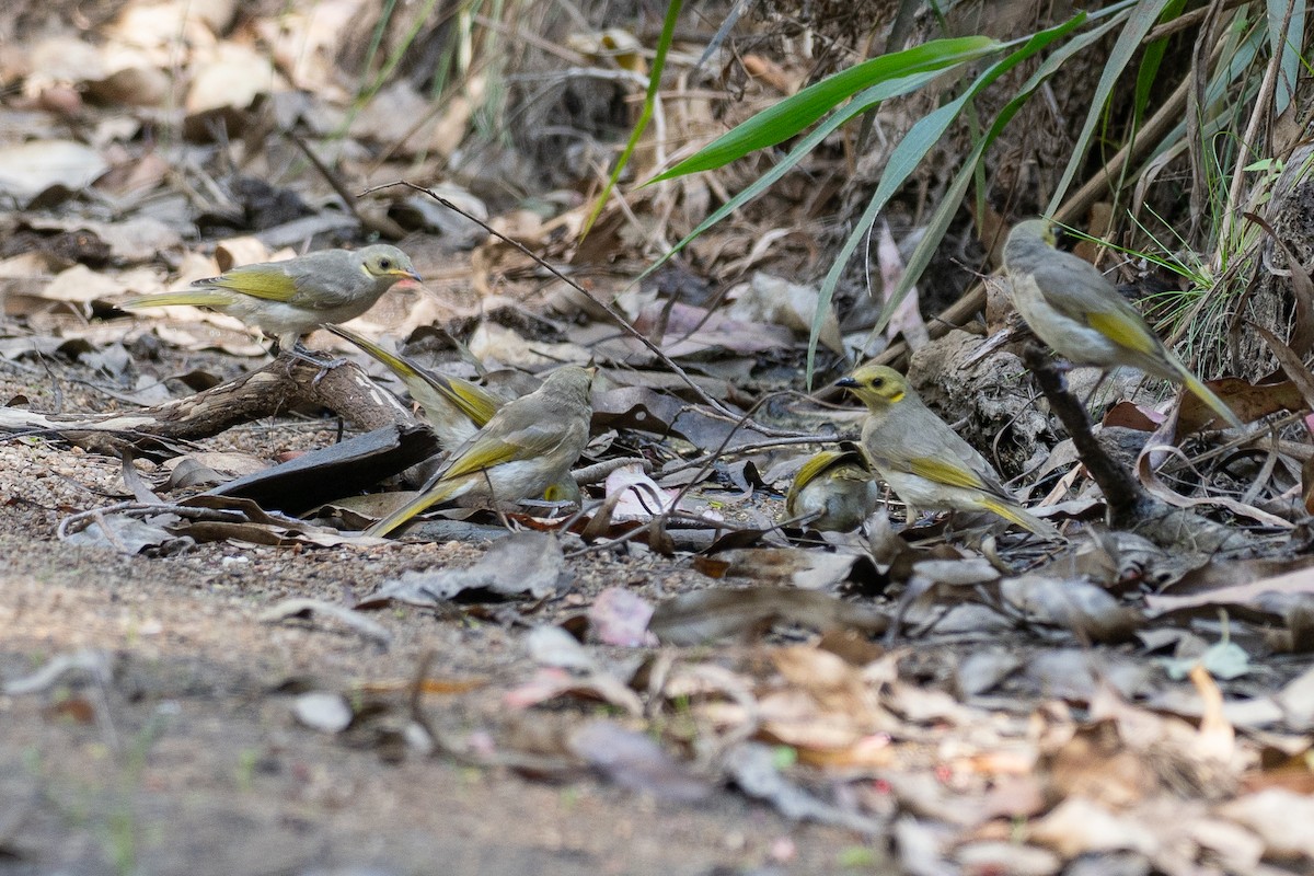 Yellow-tinted Honeyeater - ML646818766