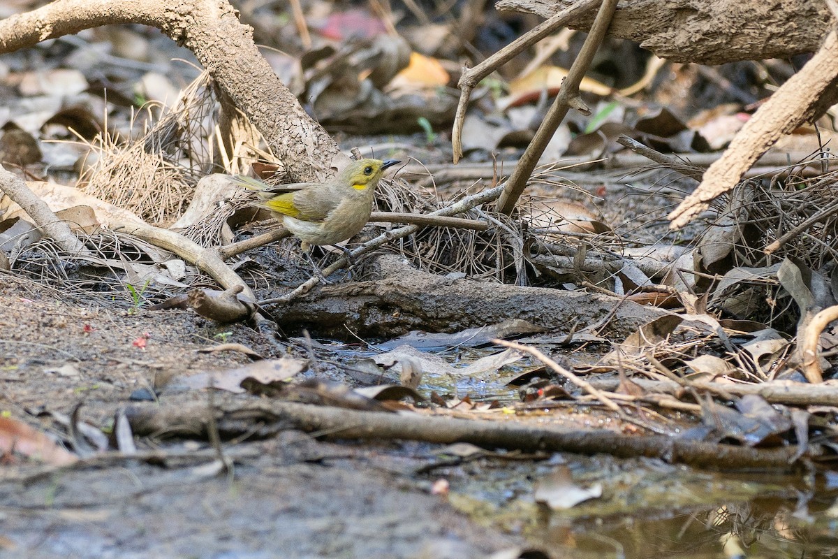 Yellow-tinted Honeyeater - ML646818767