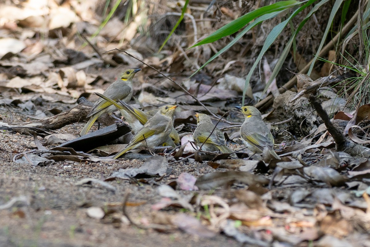 Yellow-tinted Honeyeater - ML646818768