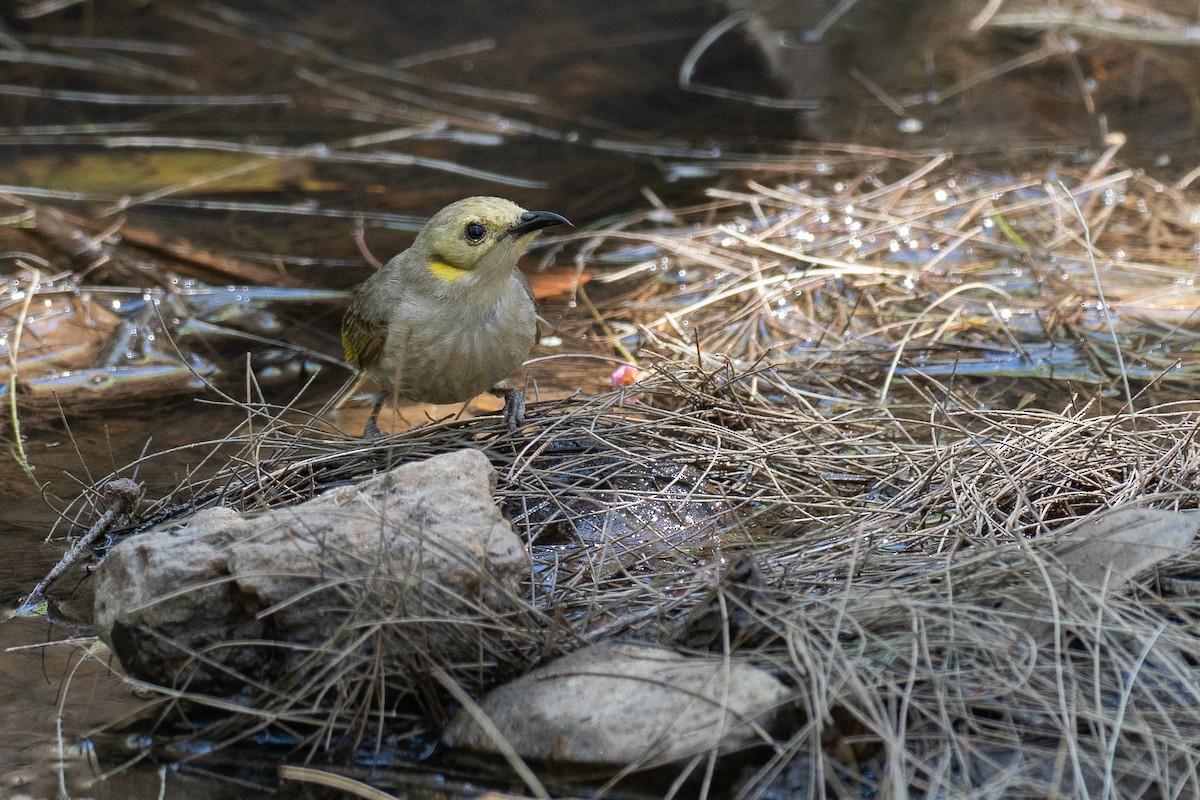 Yellow-tinted Honeyeater - ML646818769