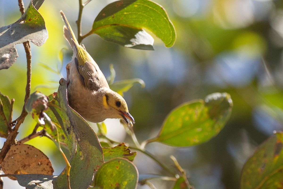 Yellow-tinted Honeyeater - ML646818770