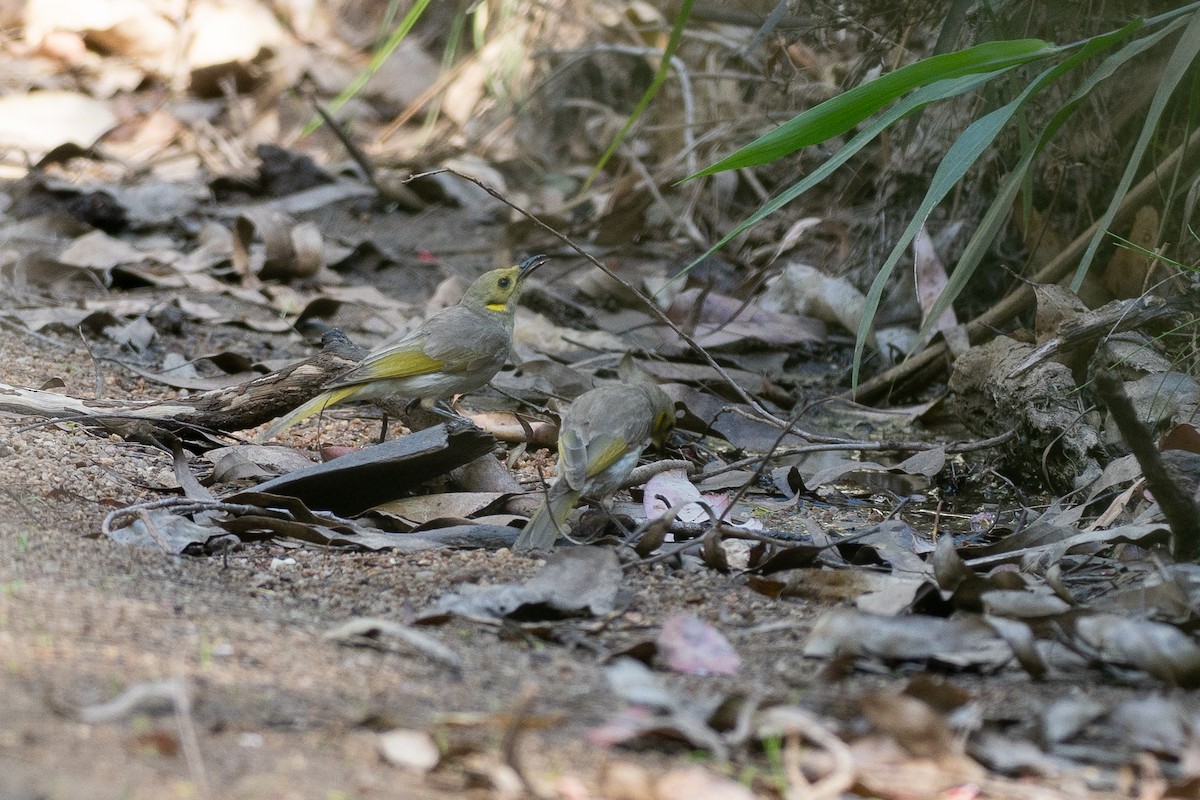 Yellow-tinted Honeyeater - ML646818771