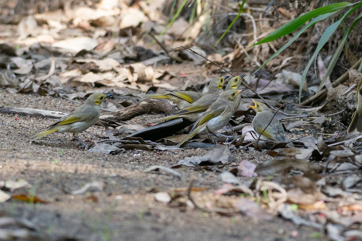 Yellow-tinted Honeyeater - ML646818772