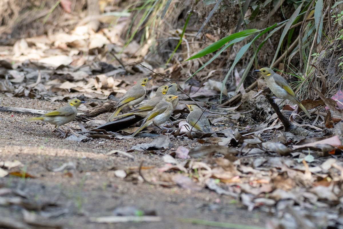 Yellow-tinted Honeyeater - ML646818775