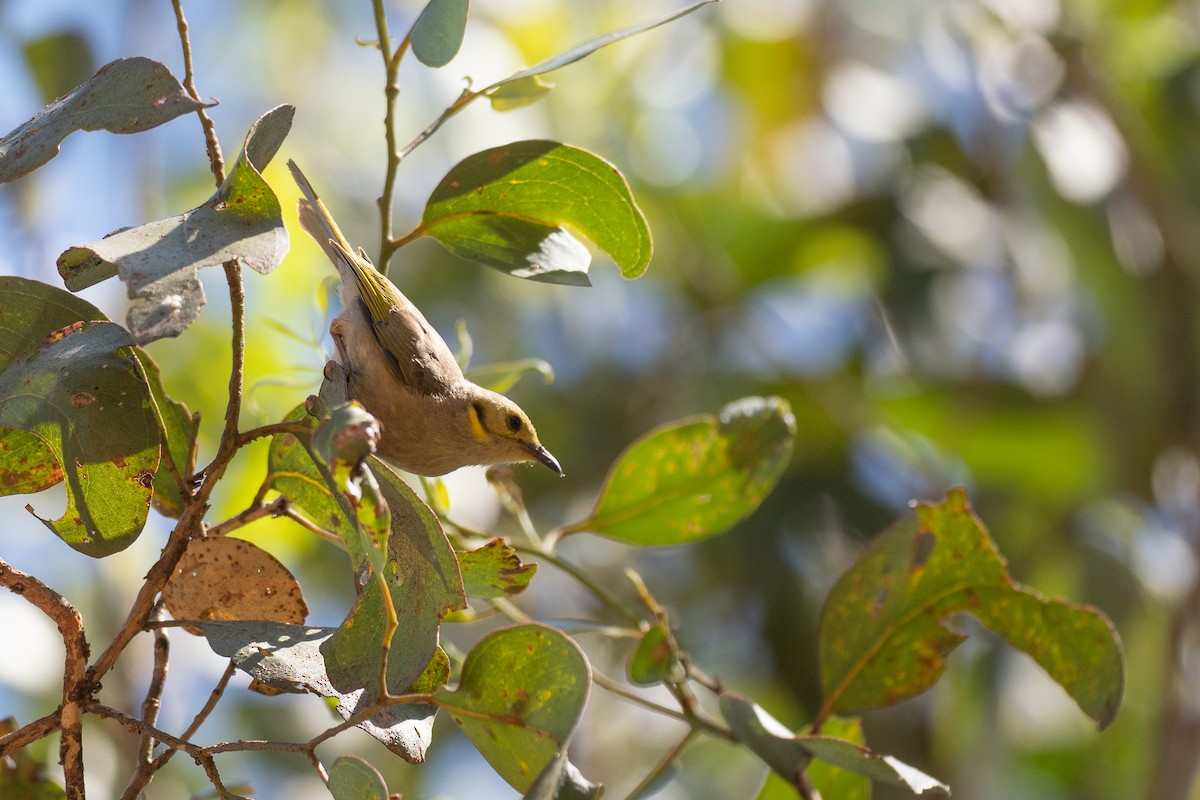 Yellow-tinted Honeyeater - ML646818776