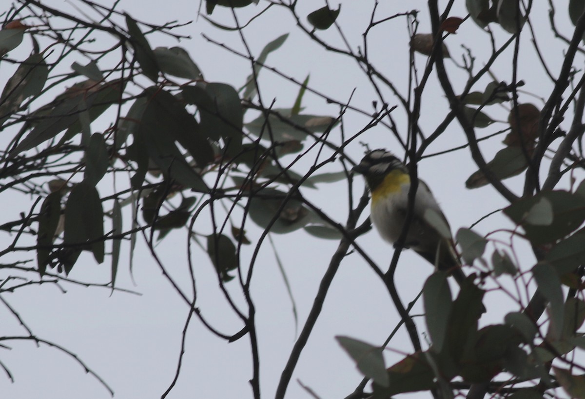 Western Shrike-tit - ML646818777