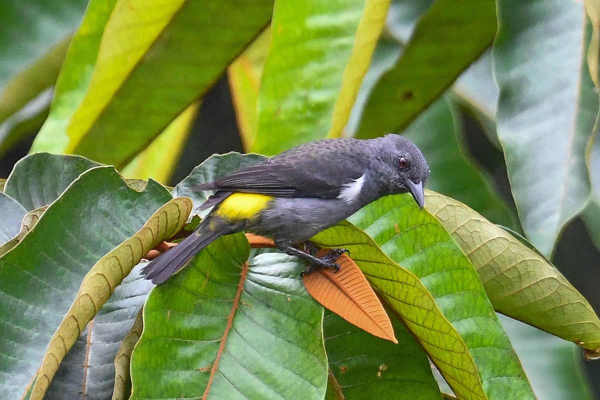 Желтопоясничная танагра - ML646818779