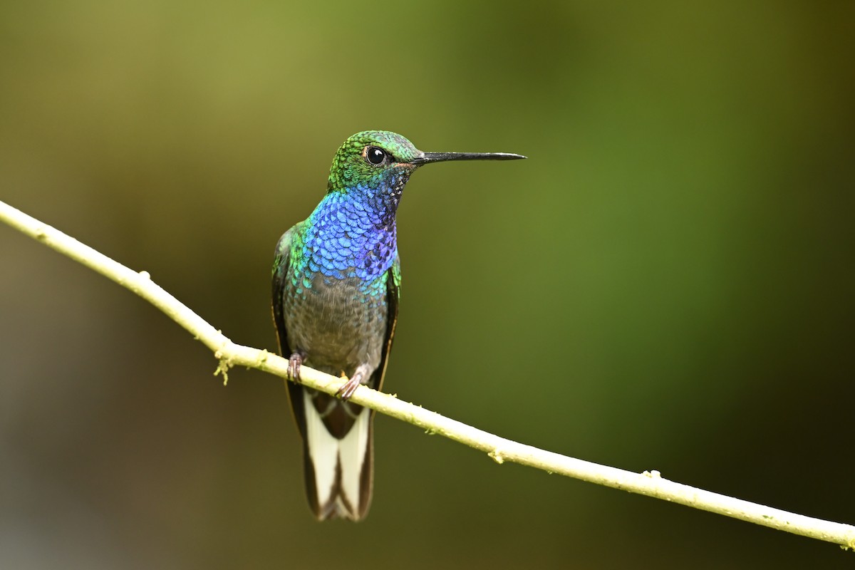 Bronzebürzelkolibri - ML646818780