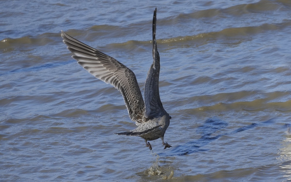 Kaio hegalzuria (thayeri) - ML646818781