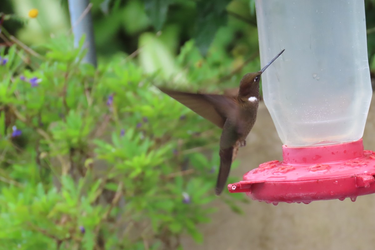 Brown Inca - ML646818782