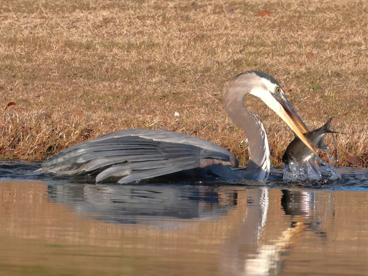 Amerika Gri Balıkçılı - ML646818783