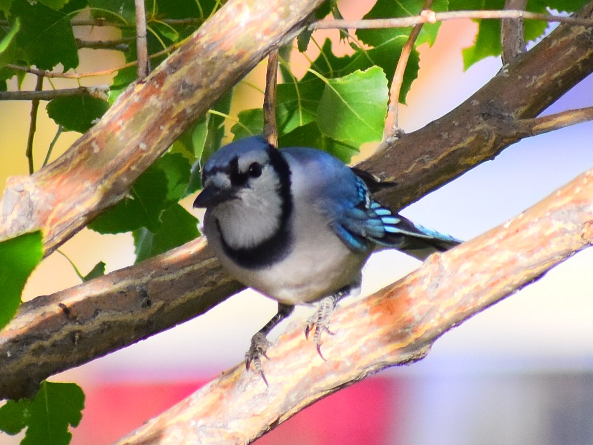Blue Jay - ML646818785