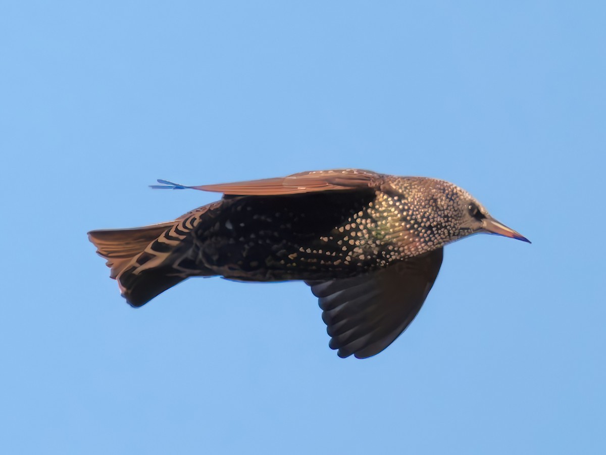 European Starling - ML646818787