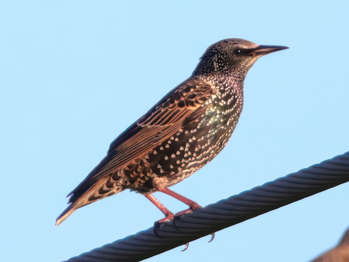 European Starling - ML646818788