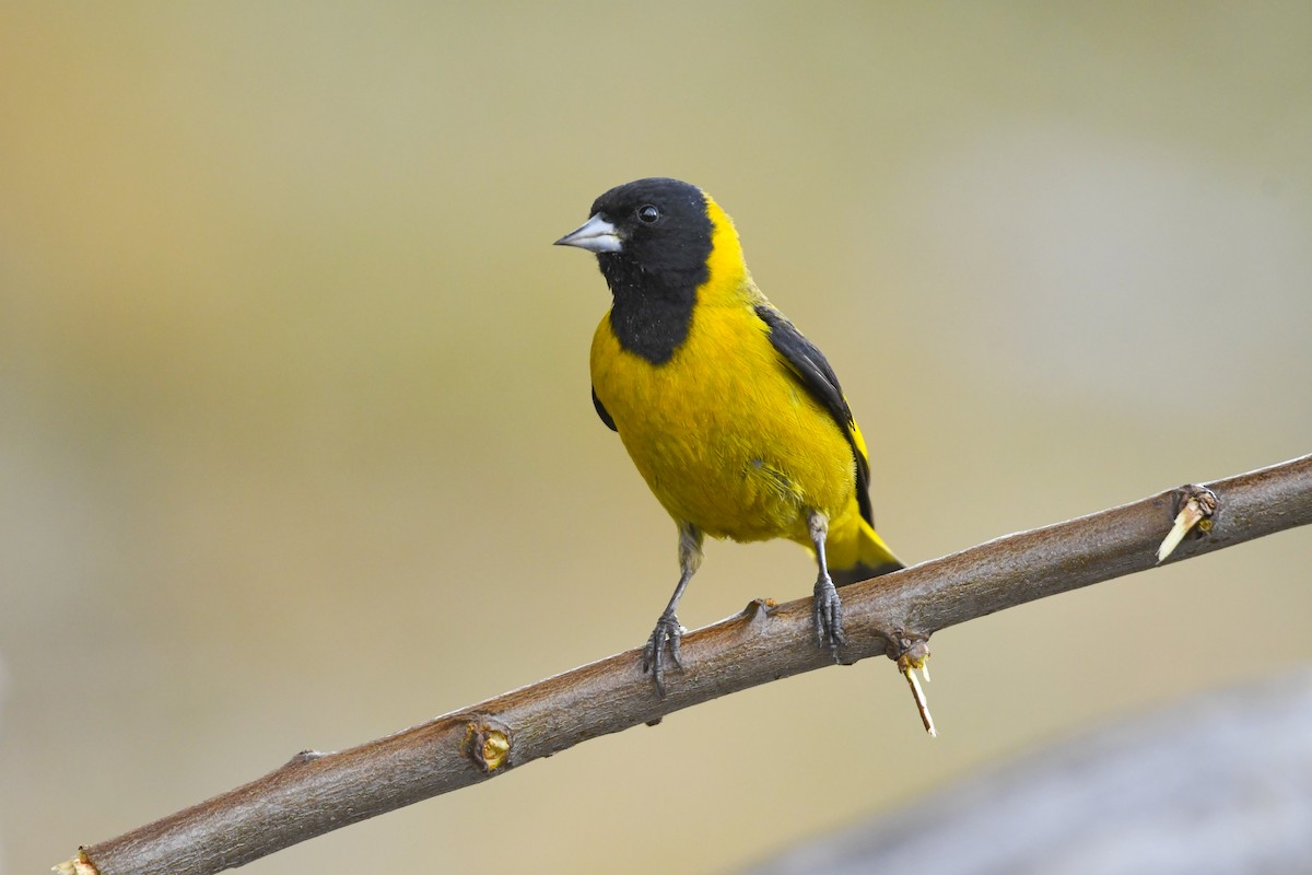 Black-headed Siskin - ML646818789
