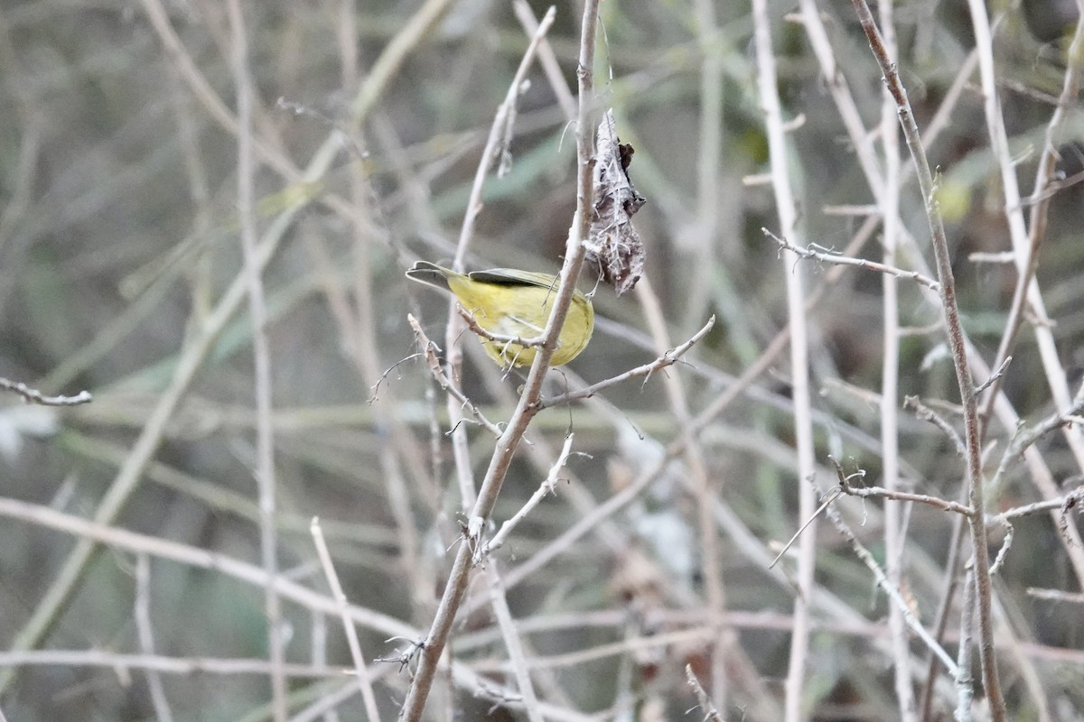 Orange-crowned Warbler - ML646818790