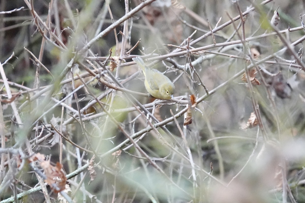 Orange-crowned Warbler - ML646818791