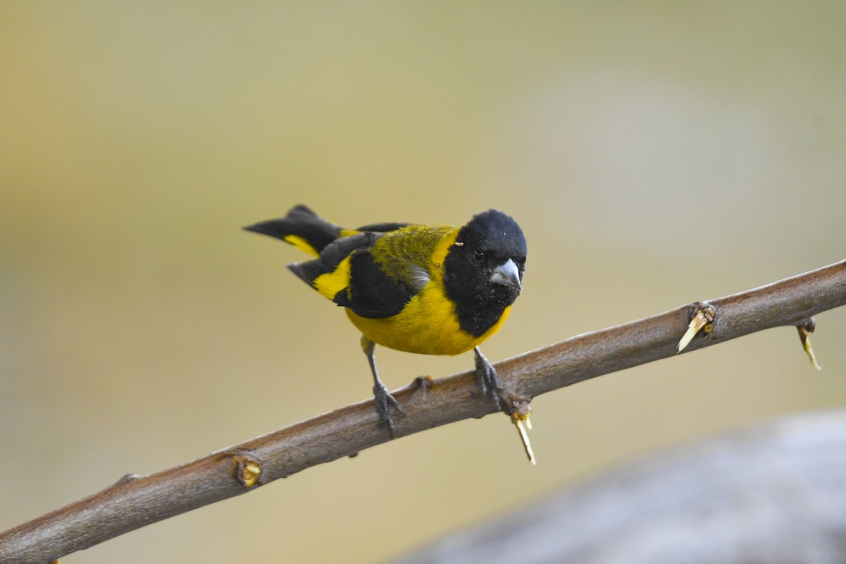 Black-headed Siskin - ML646818792