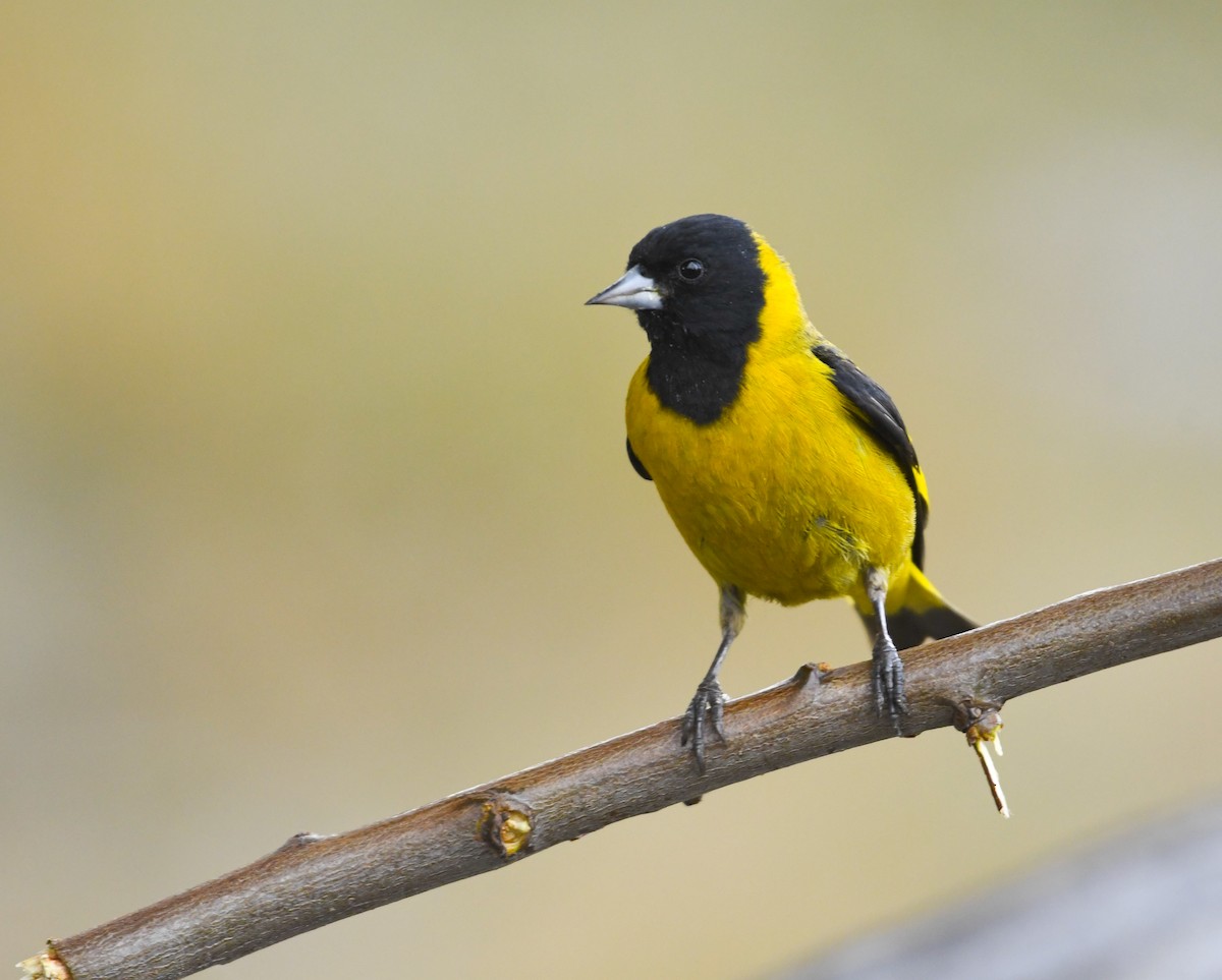 Black-headed Siskin - ML646818793