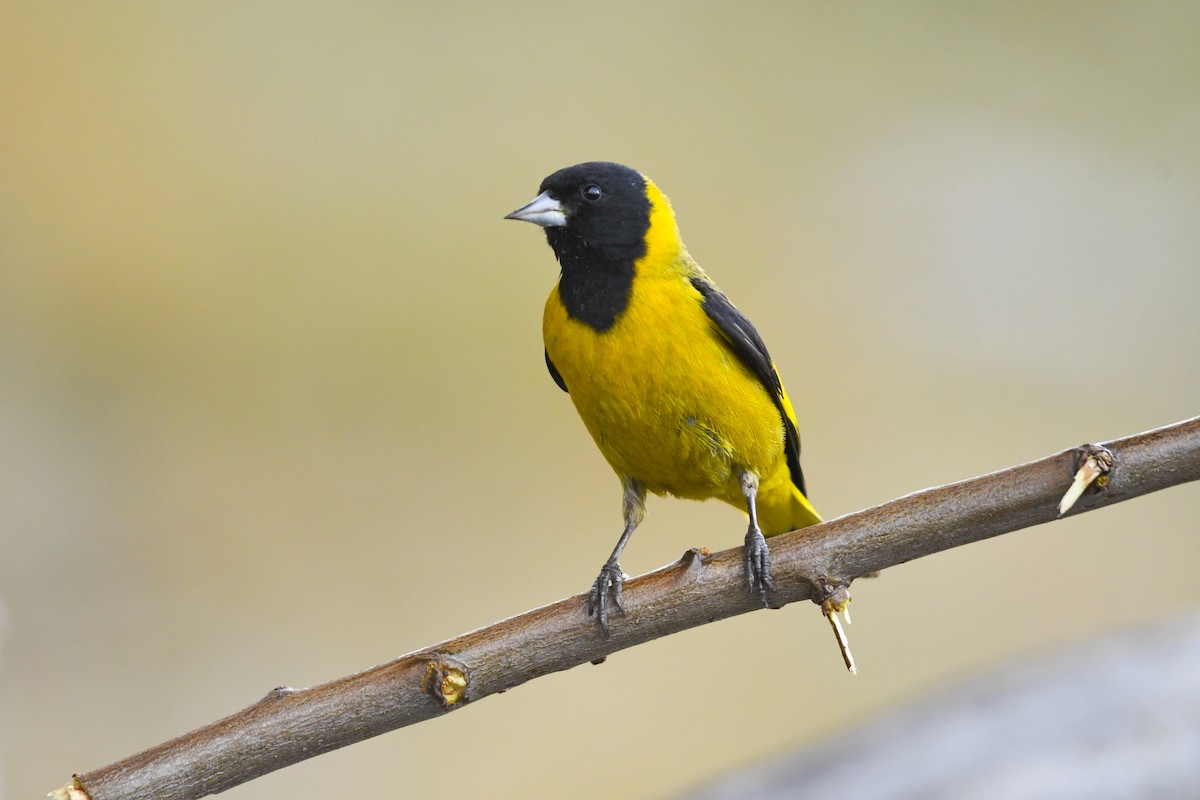 Black-headed Siskin - ML646818794
