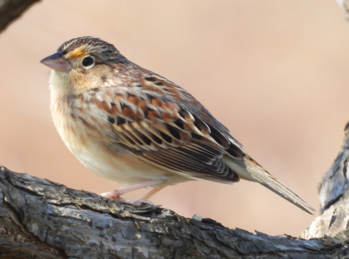 Grasshopper Sparrow - ML646818796