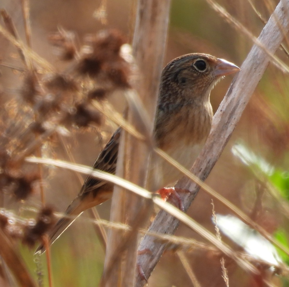 Grasshopper Sparrow - ML646818797