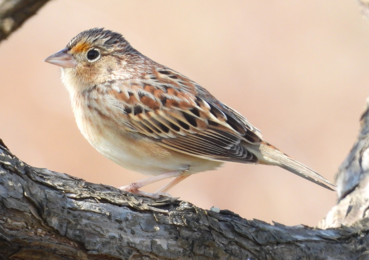 Grasshopper Sparrow - ML646818798