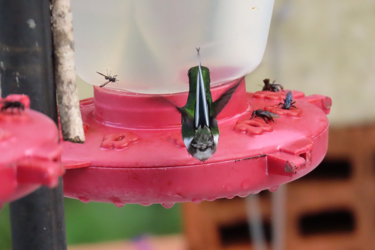 Green Thorntail - ML646818802