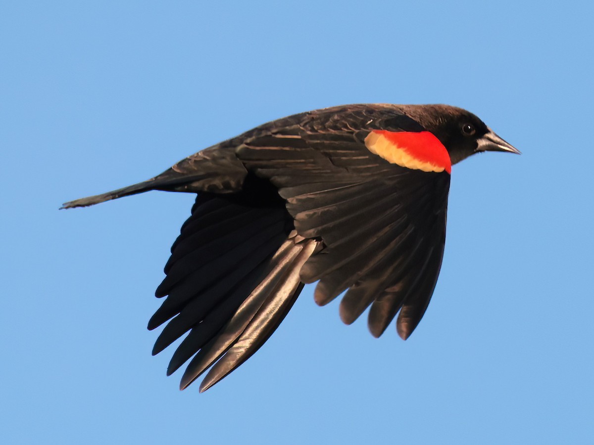 Red-winged Blackbird - ML646818803