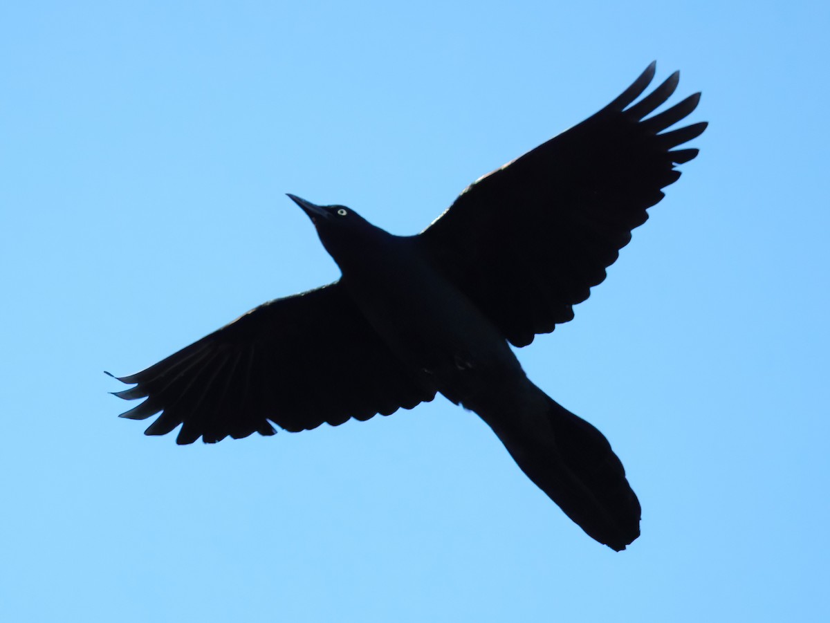 Denizci Kiskal - ML646818806