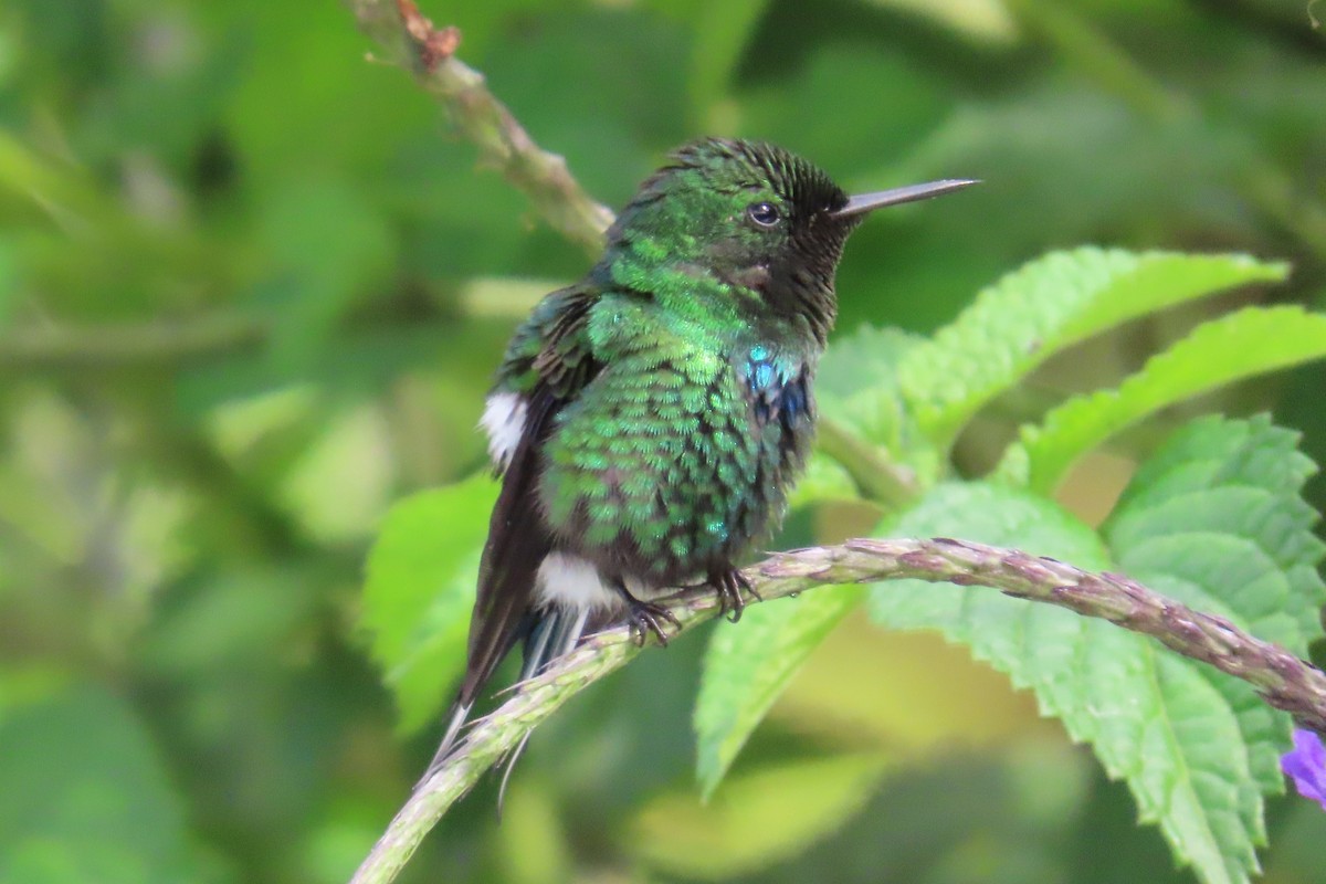 Green Thorntail - ML646818807