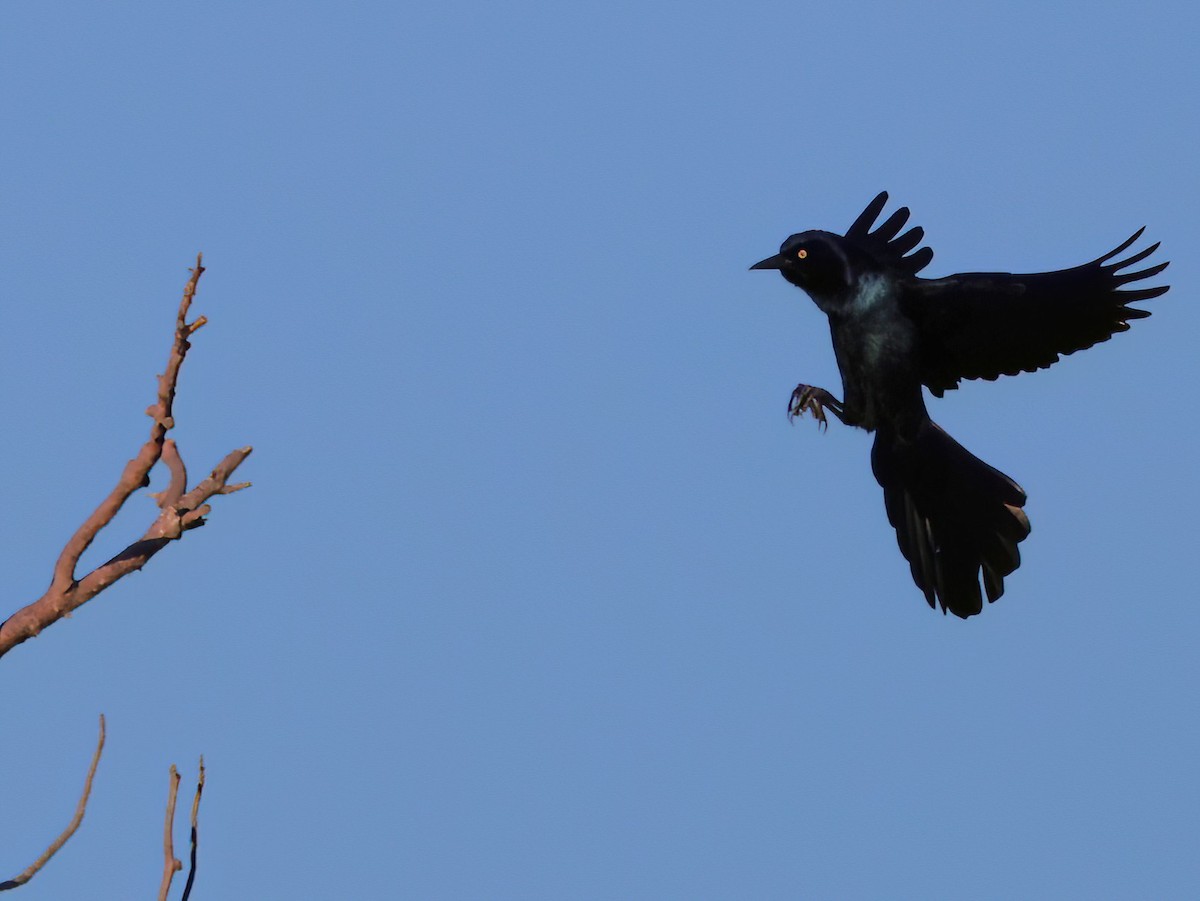 Denizci Kiskal - ML646818808