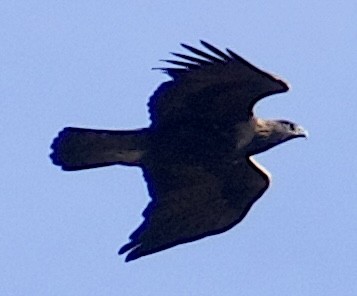 イヌワシ - ML646818814