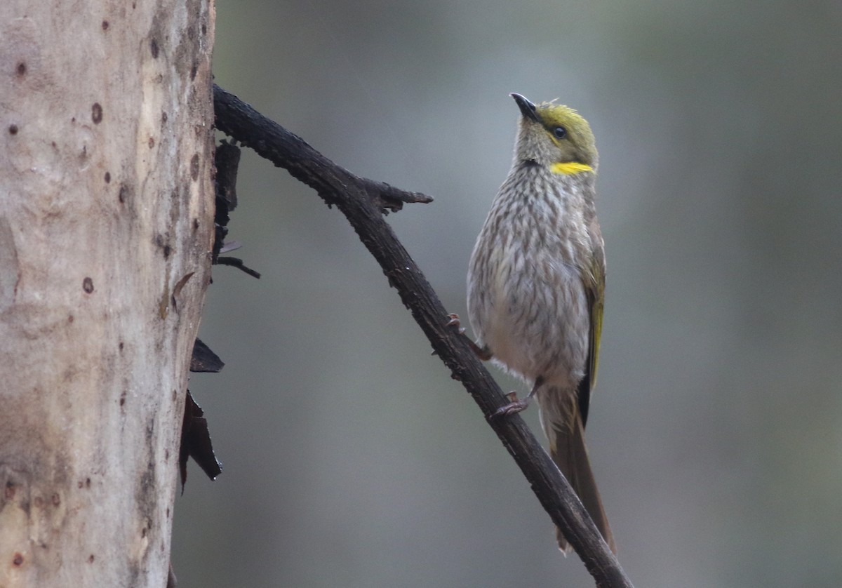 Yellow-plumed Honeyeater - ML646818817